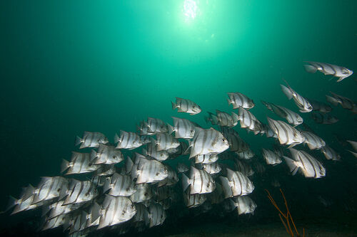 A school of fish is an example of clumped distribution.