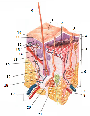 The layers and structures of the skin.