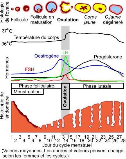 Le Cycle Ovarien Et Le Cycle Menstruel Alloprof 