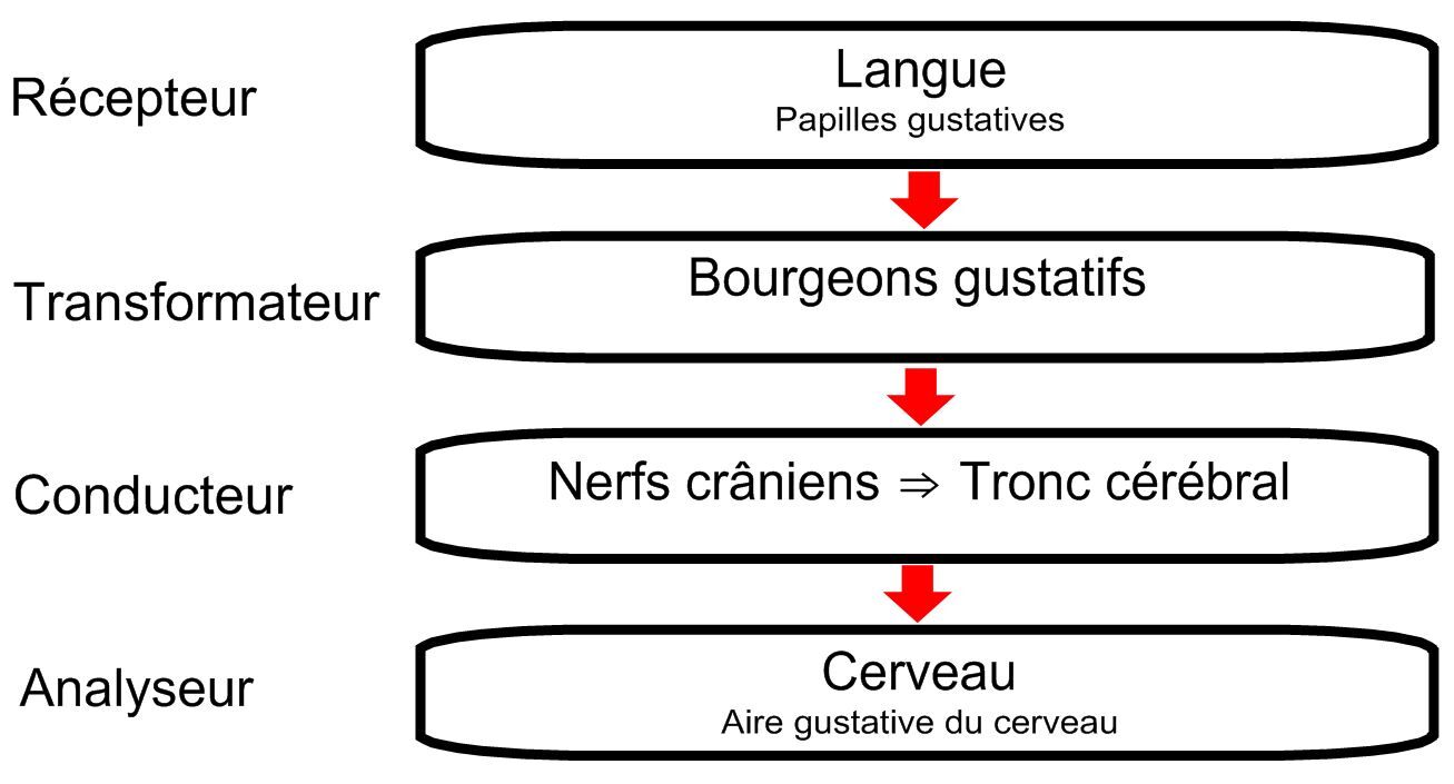 Trajet des saveurs