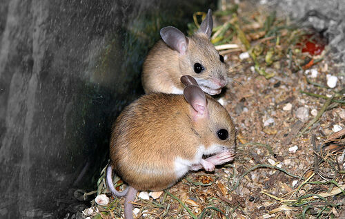 Souris