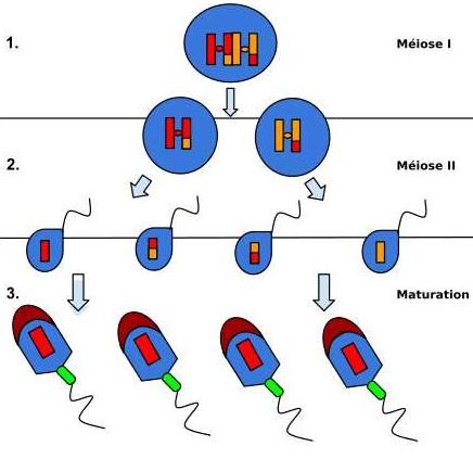 schéma des étapes de la spermatogénèse