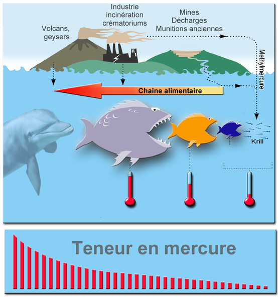 Teneur de mercure