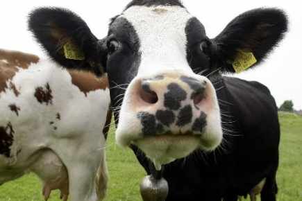 Vache