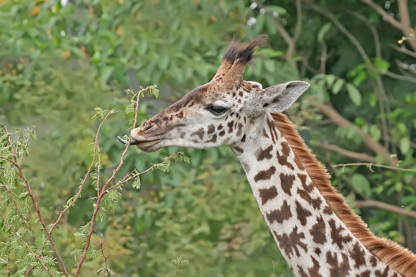 A giraffe