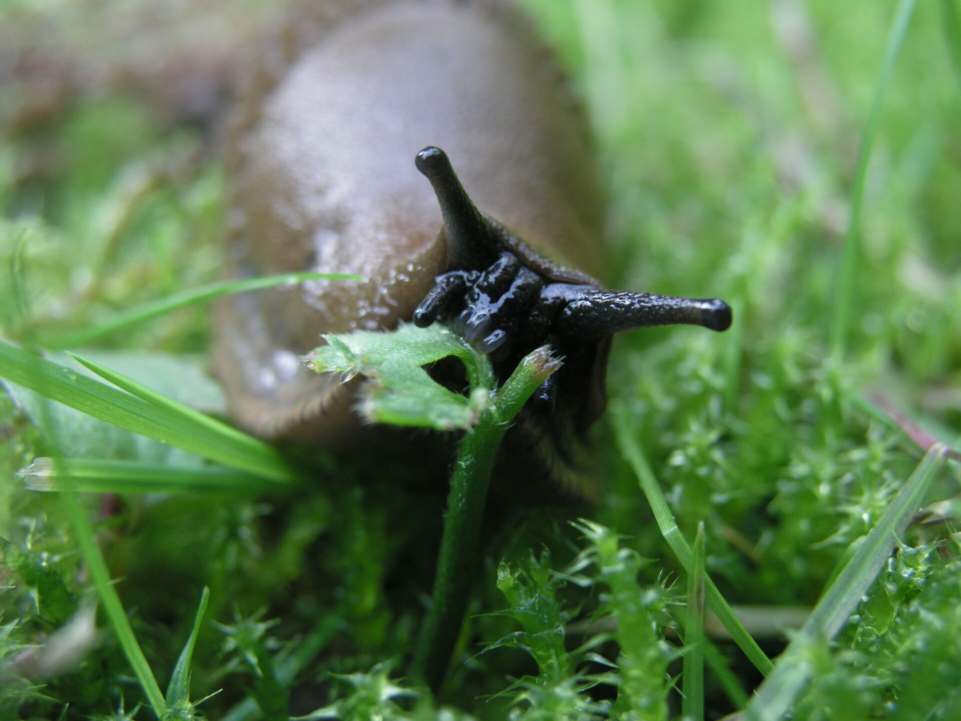A snail