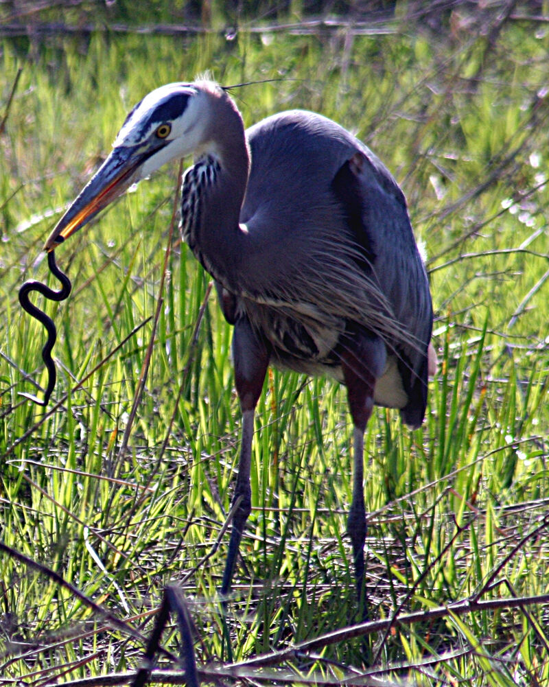A heron