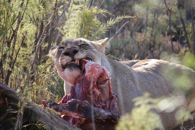 A lion