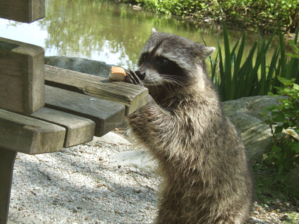 A raccoon