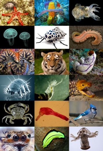 Animal diversity.