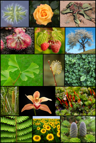 Plant diversity.