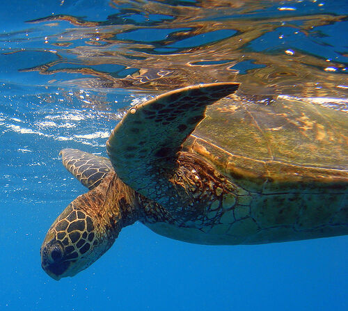 Turtle