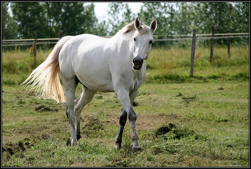 Horse