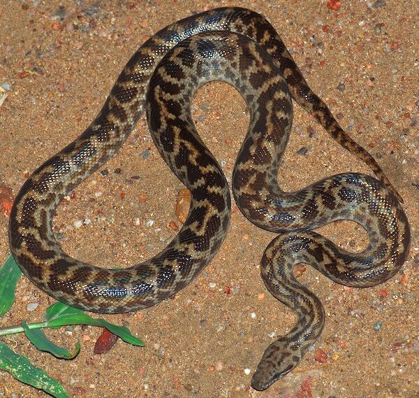 Snake