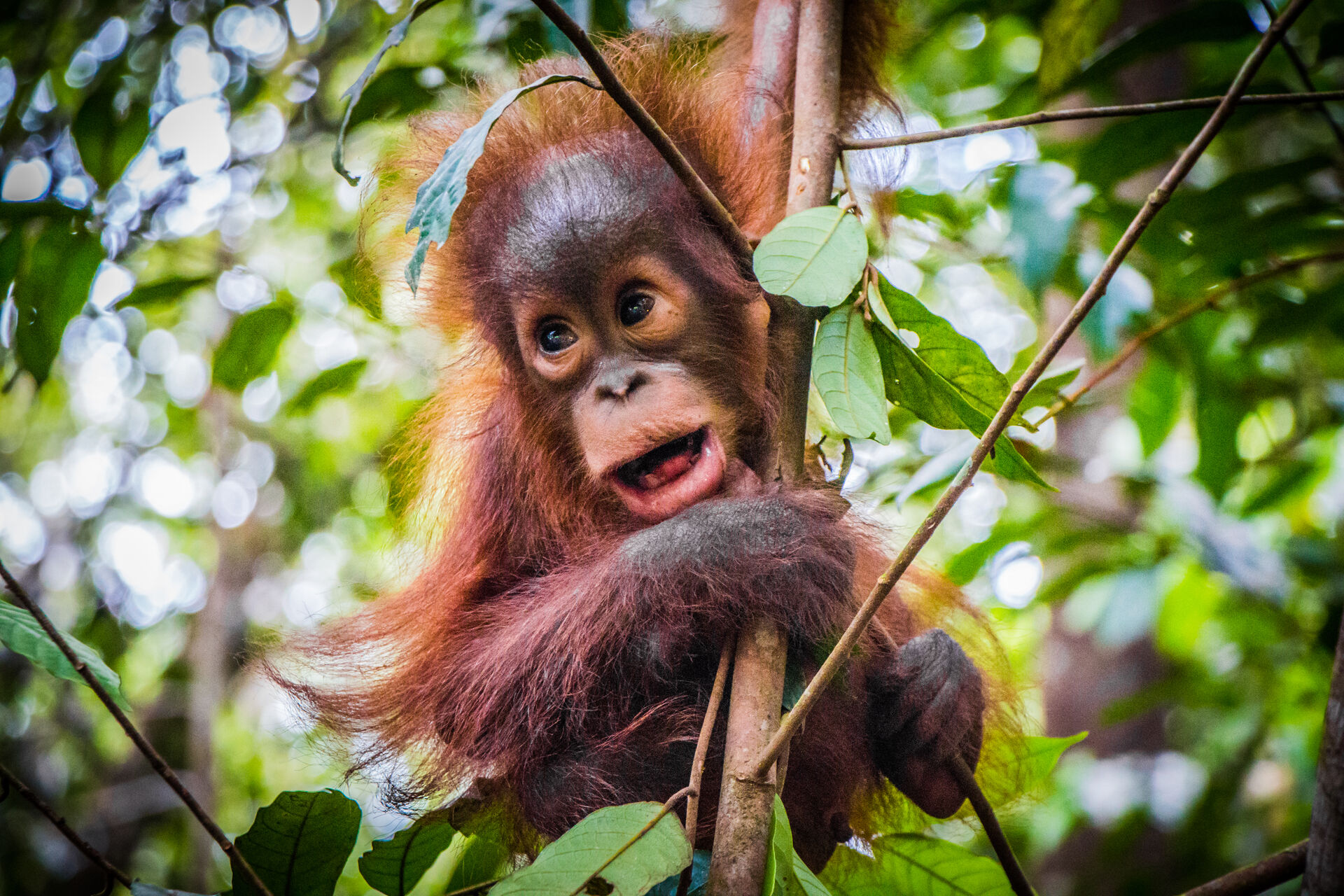 A photo of a baby orangutan in a tree.