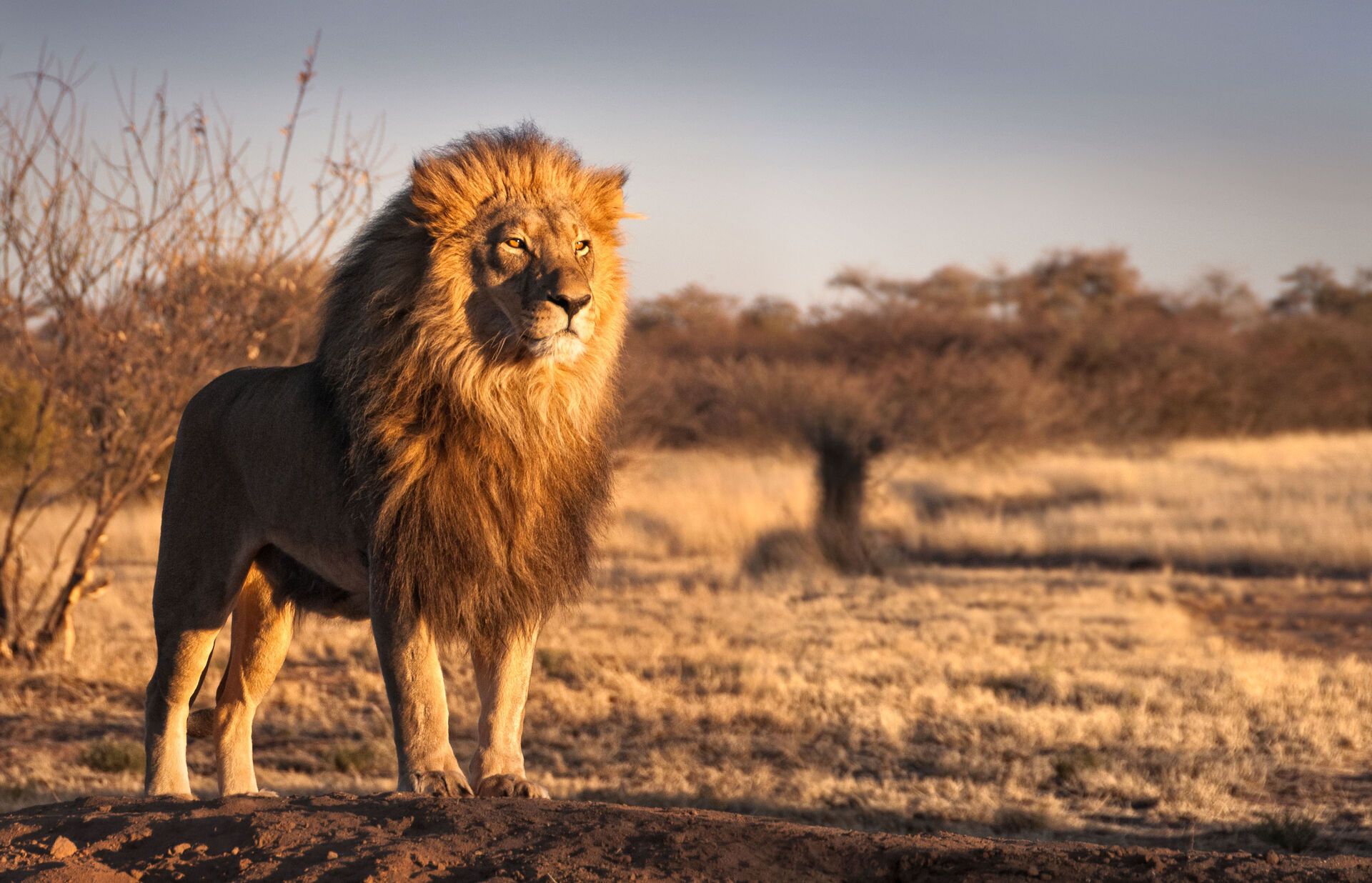 Un lion (Panthera leo)