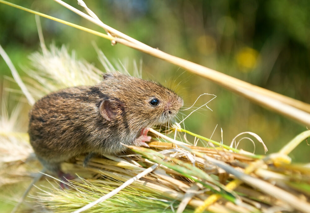 Souris commune