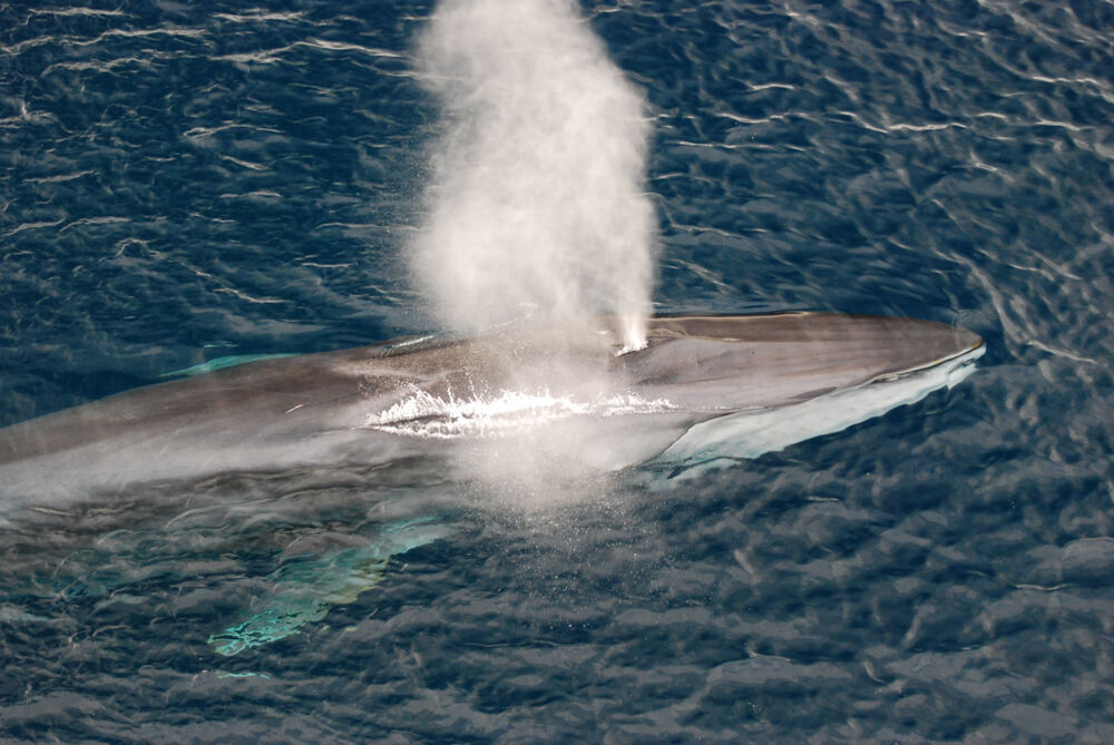 Rorqual commun