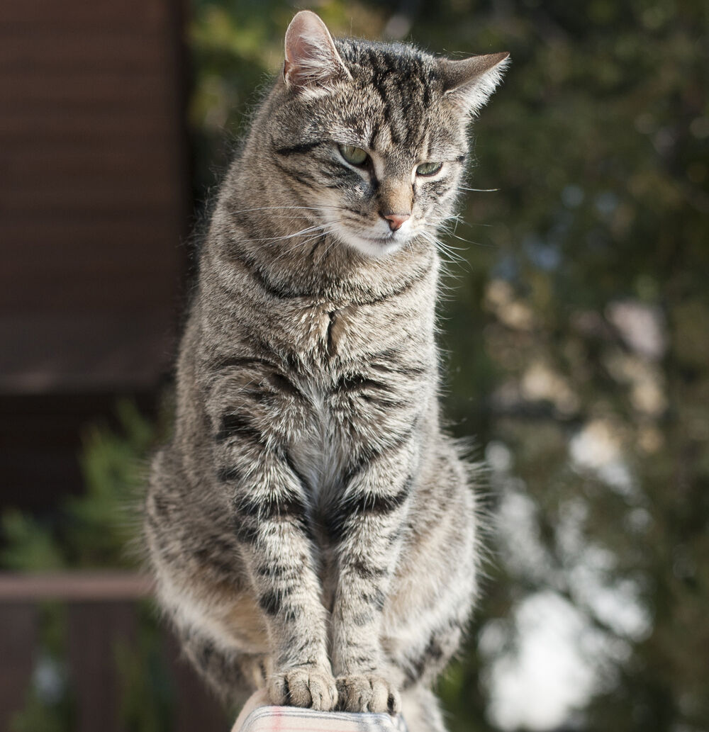 The domestic cat