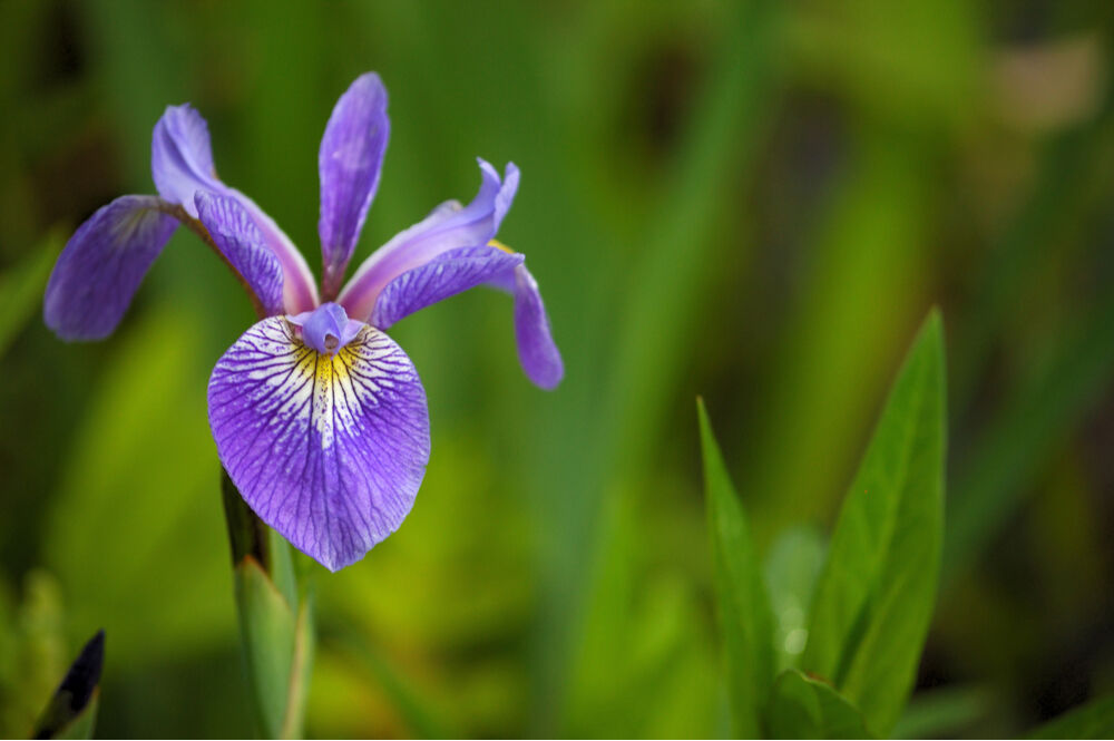 Iris versicolor