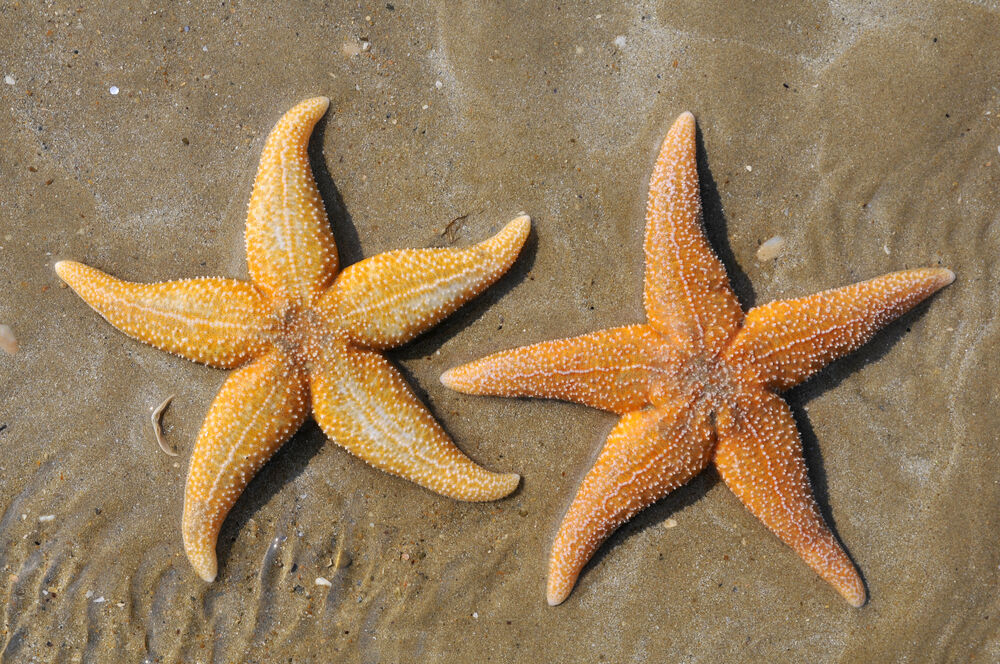 The common starfish