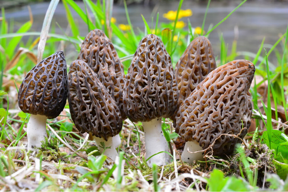 Des morilles noires sur un sol sablonneux