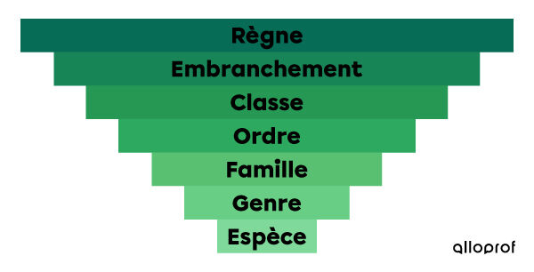 Le système de classification des êtres vivants (taxonomie)