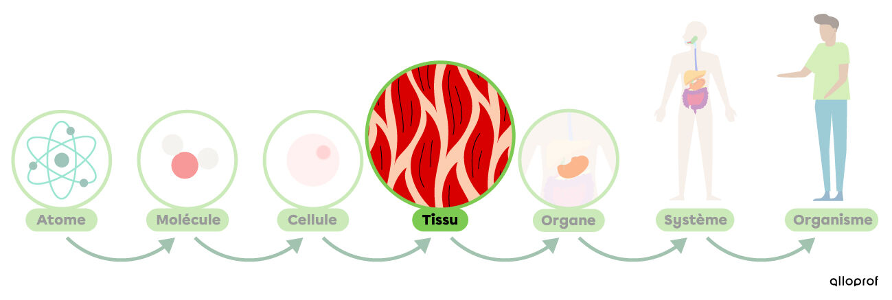 Les niveaux d’organisation dans le corps humain, soit l’atome, la molécule, la cellule, le tissu, l’organe, le système et l’organisme.