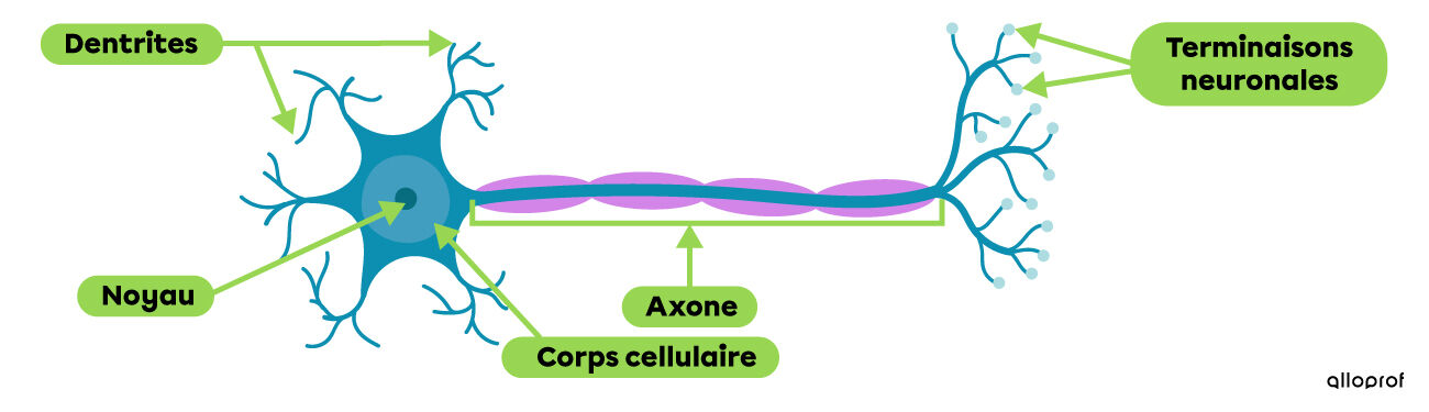 Un neurone
