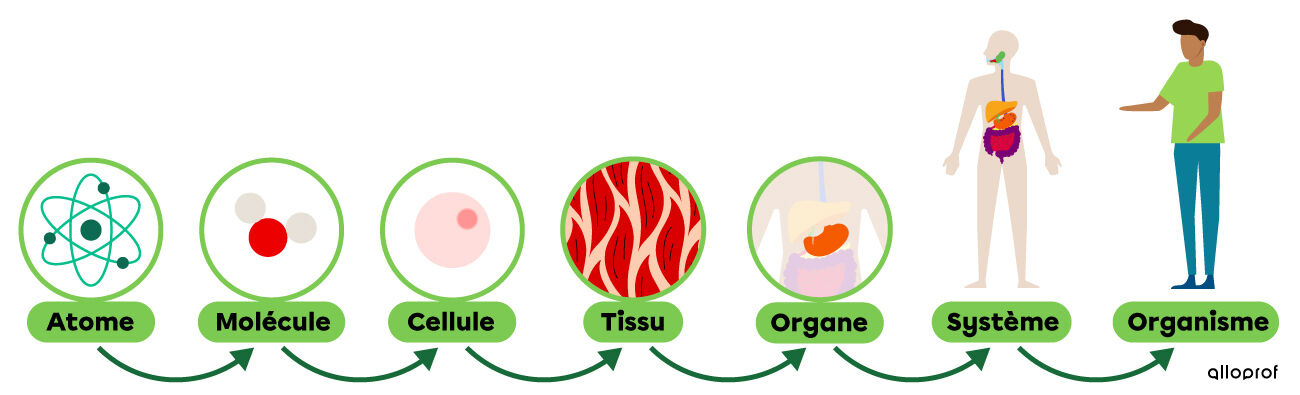 Les niveaux d’organisation dans le corps humain, soit l’atome, la molécule, la cellule, le tissu, l’organe, le système et l’organisme.