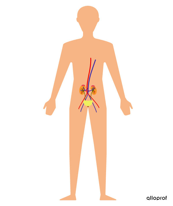 The organs of the urinary system in the human body.