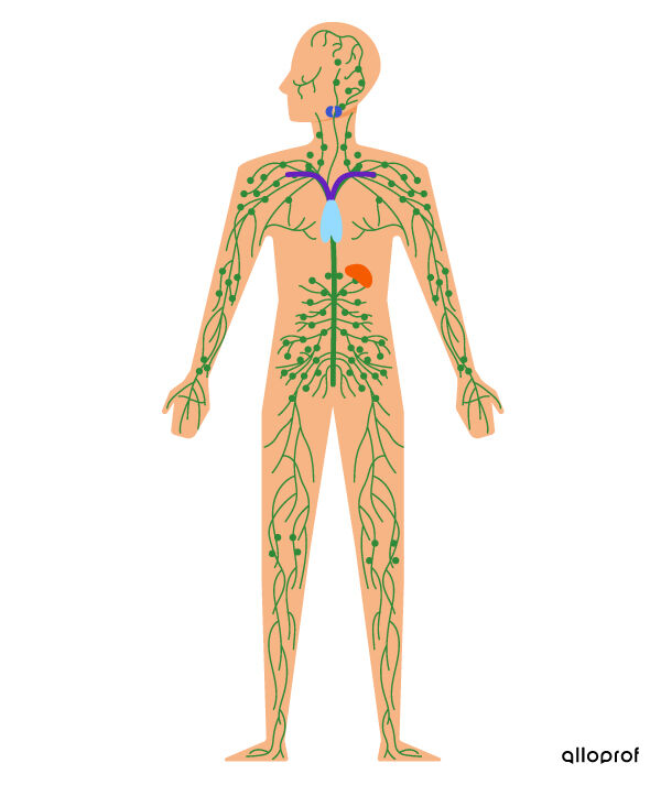 Lymphatic system is composed of lymphatic vessels, nodes and organs.