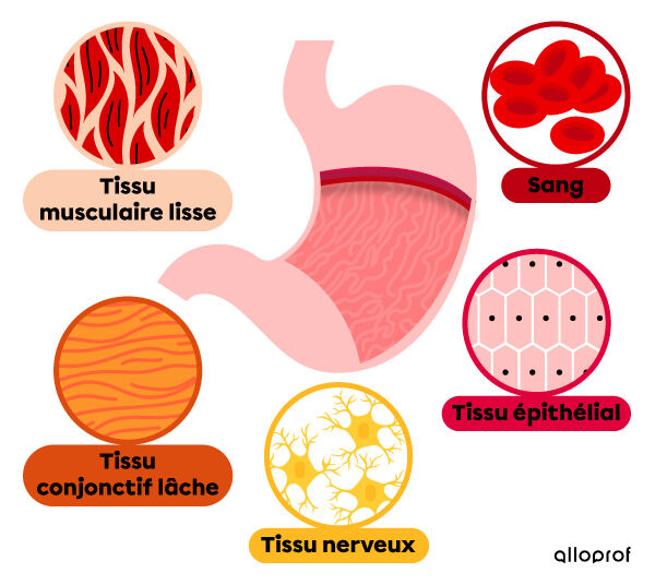 Les tissus présents dans l’estomac sont le tissu musculaire, le tissu conjonctif, le tissu nerveux et le tissu épithélial.