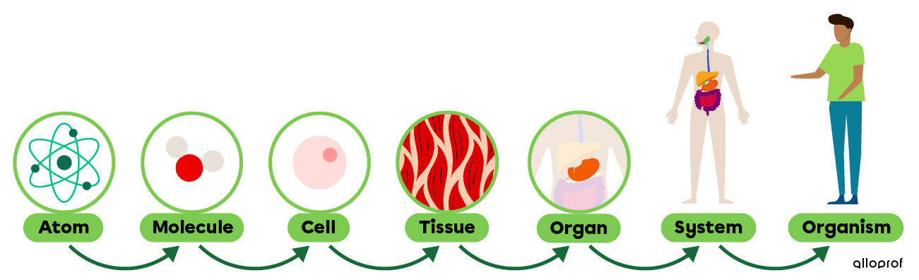The levels of organization in the human body—atom, molecule, cell, tissue, organ, system and organism.