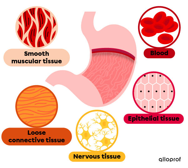 Tissues present in the stomach are muscle tissue, connective tissue, nerve tissue, and epithelial tissue.