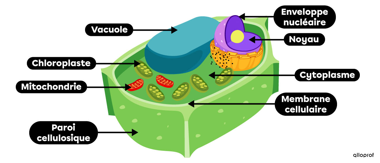 Les constituants (noyau, cytoplasme, membrane cellulaire, vacuole, mitochondrie, chloroplaste et paroi cellulosique) de la cellule végétale