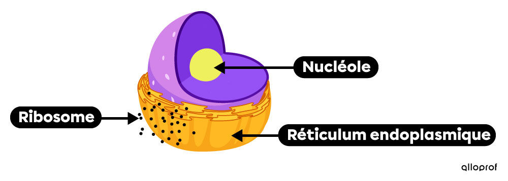 Le nucléole, le réticulum endoplasmique et les ribosomes dans les cellules animales et végétales