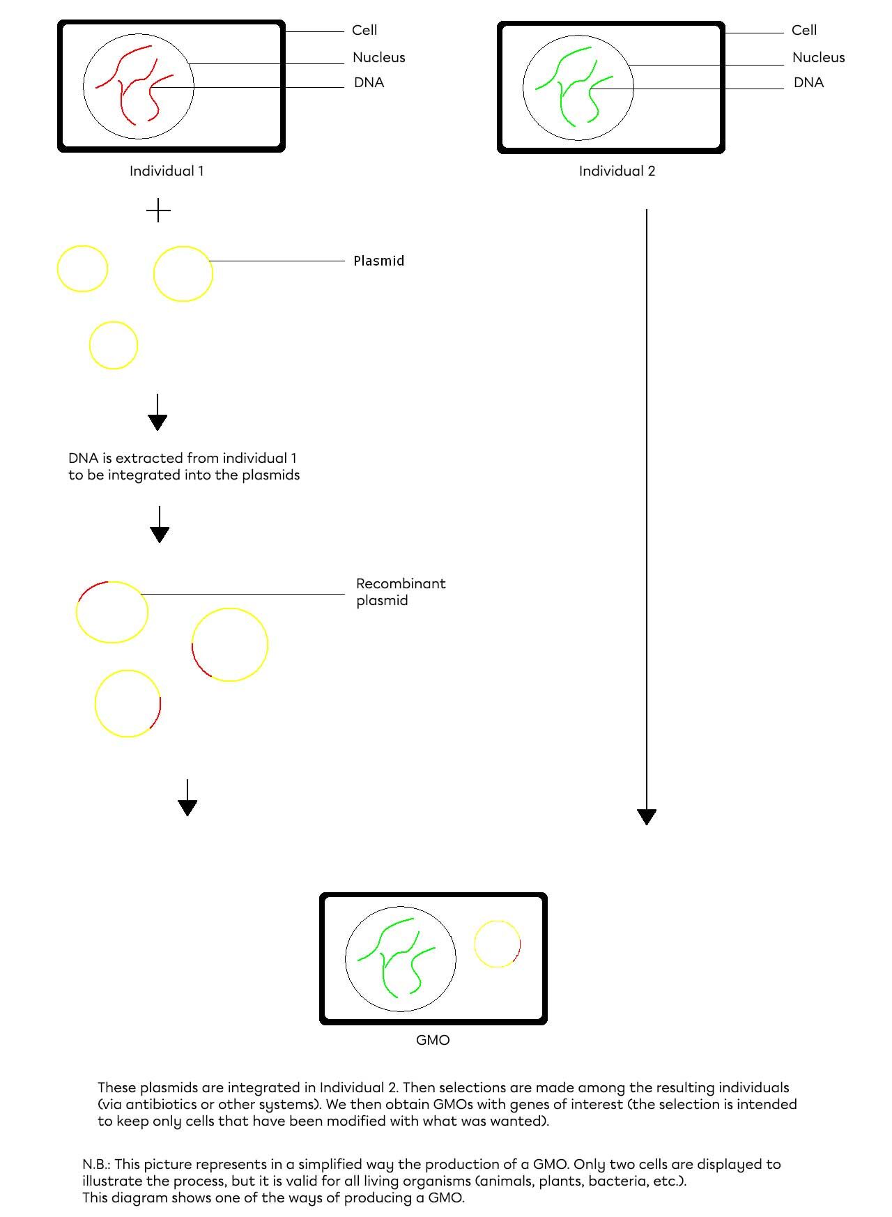 Transgenesis
