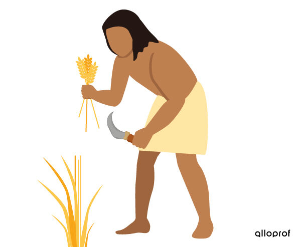 Une personne qui récolte du grain, probablement du blé