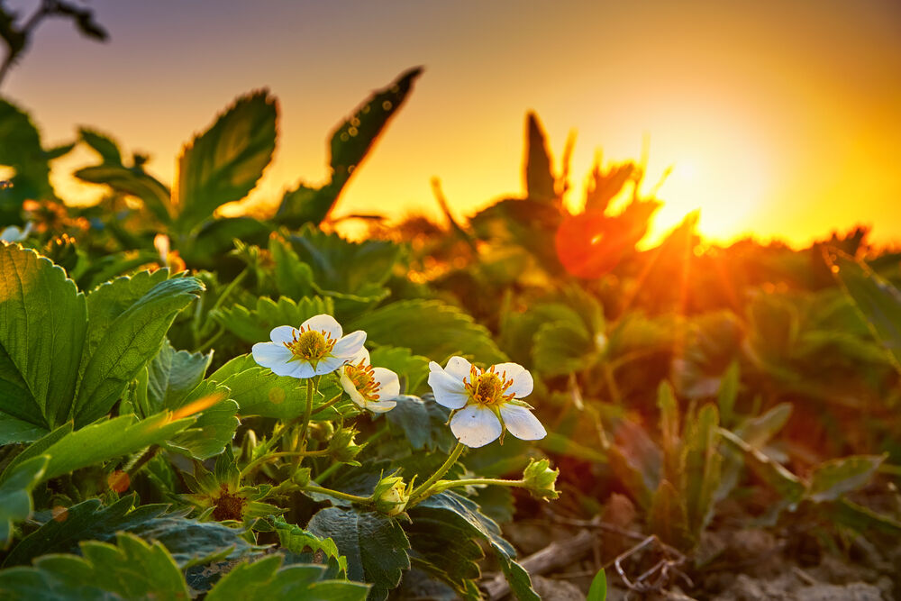 Des plants de fraisiers en fleurs dans un champ