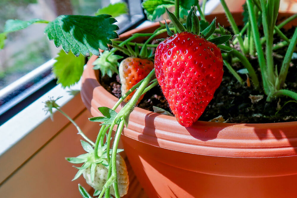 Un plant de fraises portant des fruits