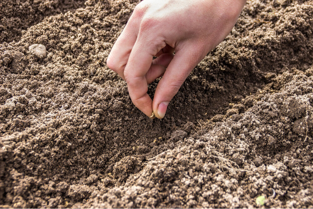Person sowing seeds in the middle of a furrow in the ground.