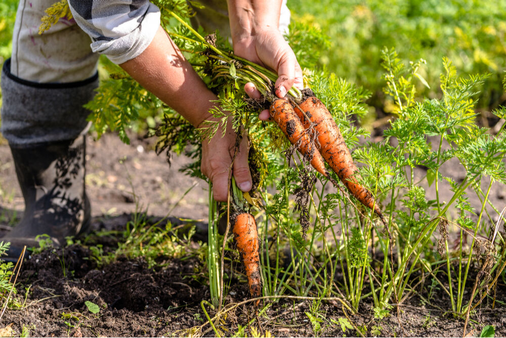 Person pulling carrots from a garden.