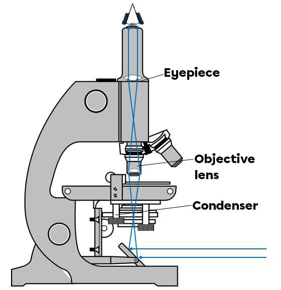 Microscope