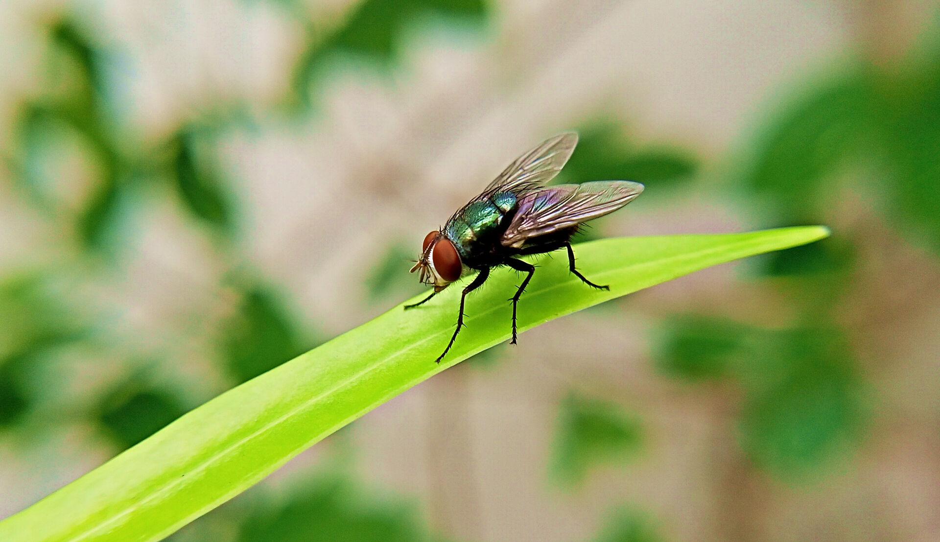 Une mouche assise sur une longue feuille verte.