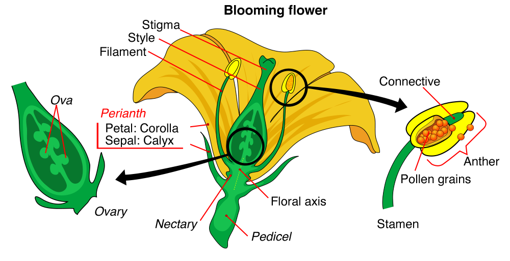 Flower