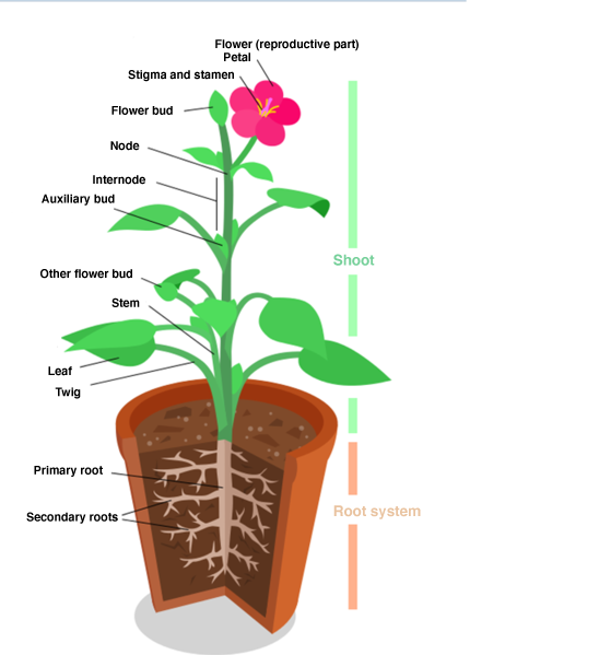 Plant