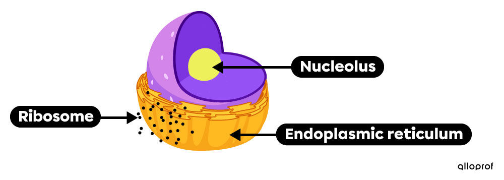 Nucleolus, endoplasmic reticulum, and ribosomes in animal and plant cells