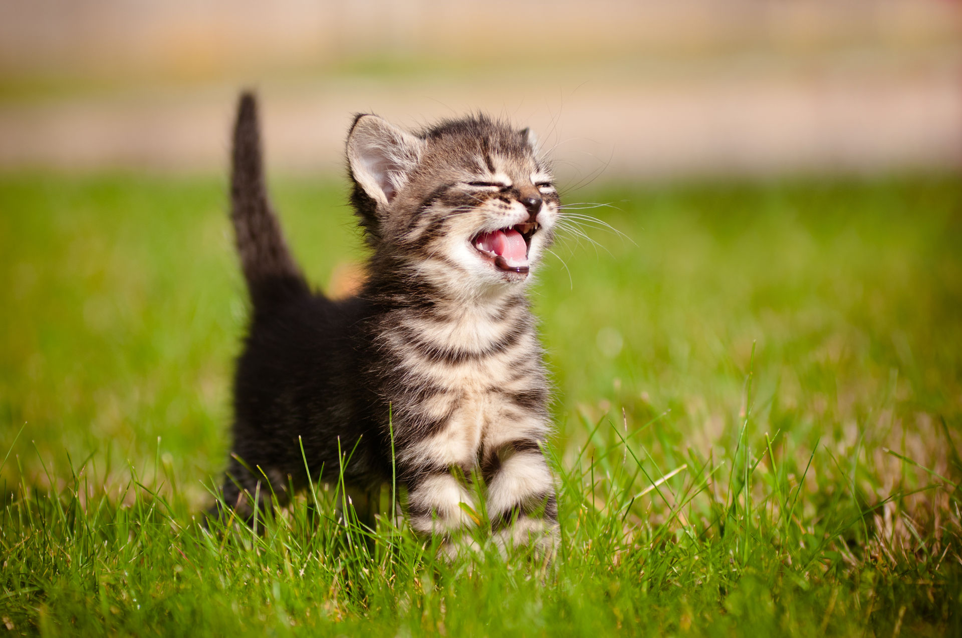 Un chaton émet des sons de faible amplitude.