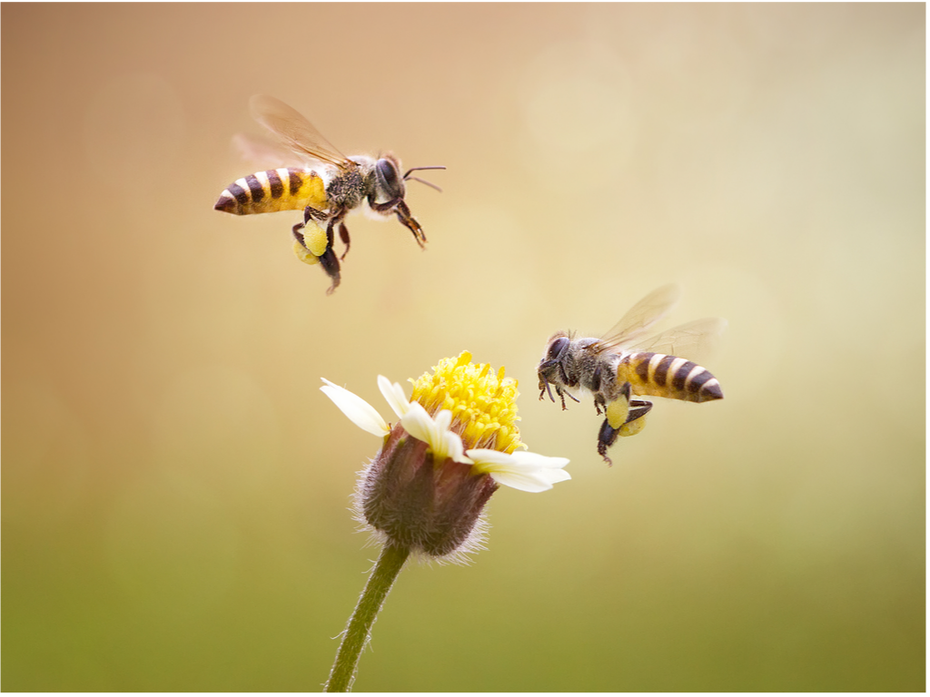 Les abeilles voient les rayons ultraviolets.